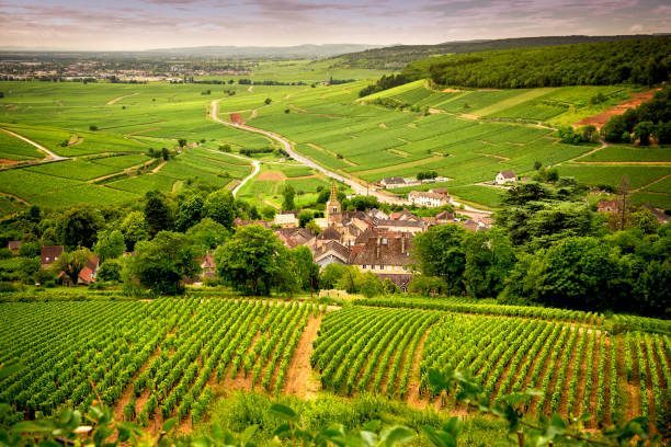 Vue sur le vignoble bourguignon sur lequel est implanté le campus INSEEC Beaune